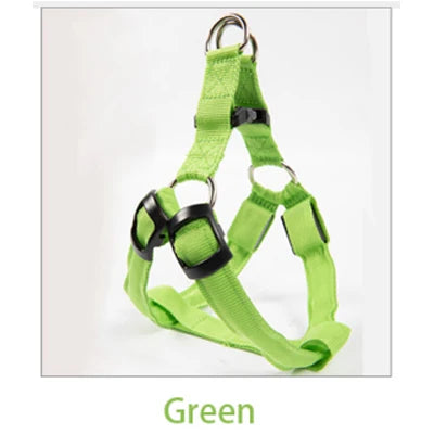 Green dog harness on a white background