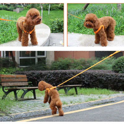 Brown dog on a leash in an outdoor setting with greenery and a bench.