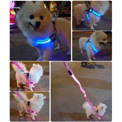 Collage of a small white dog wearing LED harnesses in various settings.