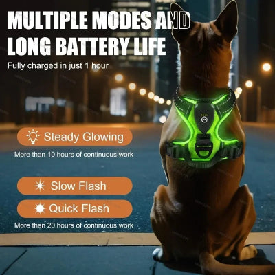 Dog wearing a green LED harness with features highlighted on a dark background.
